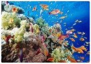 Rafy Koralowe - Egipt